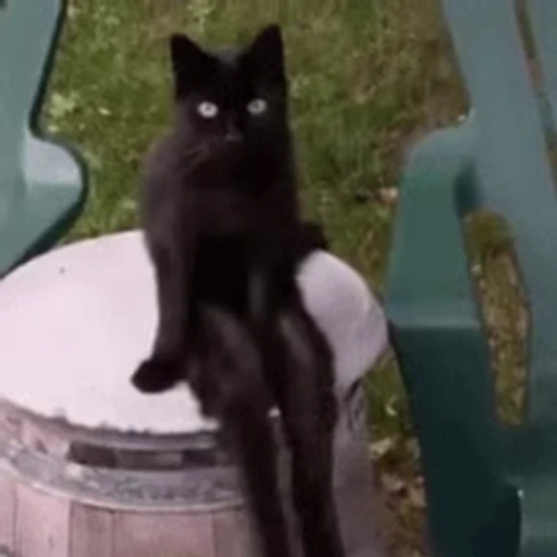 🐱 Стикер «Cats 4» для Telegram