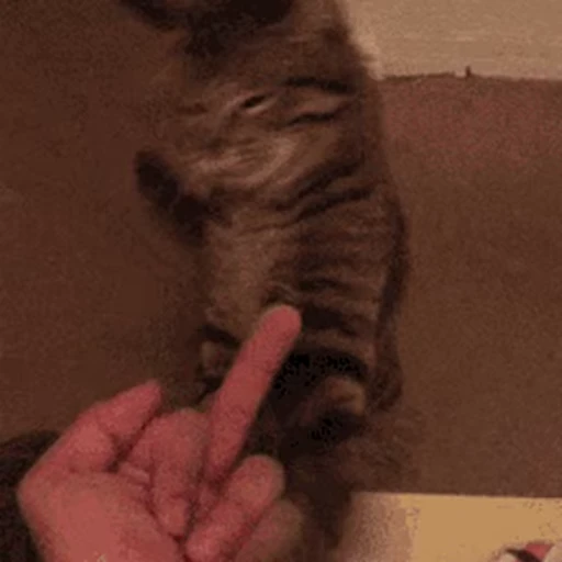 🐱 Стикер «Cats 4» для Telegram