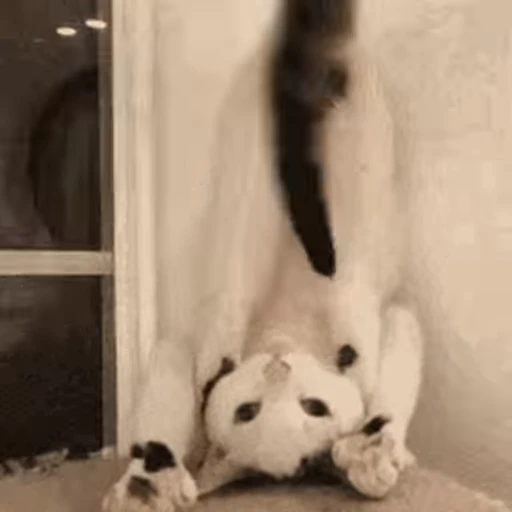 🐱 Стикер «Cats 4» для Telegram