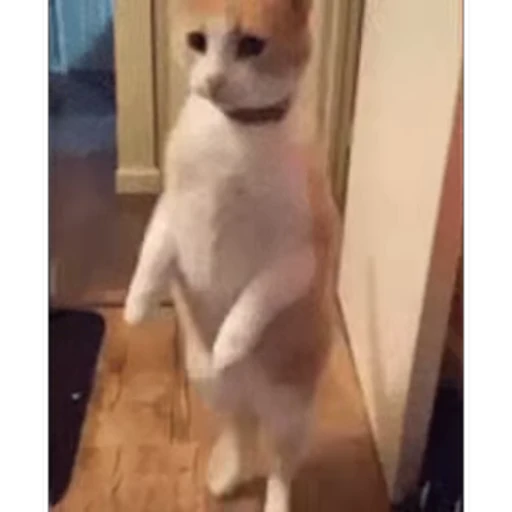 🐱 Стикер «Cats 4» для Telegram