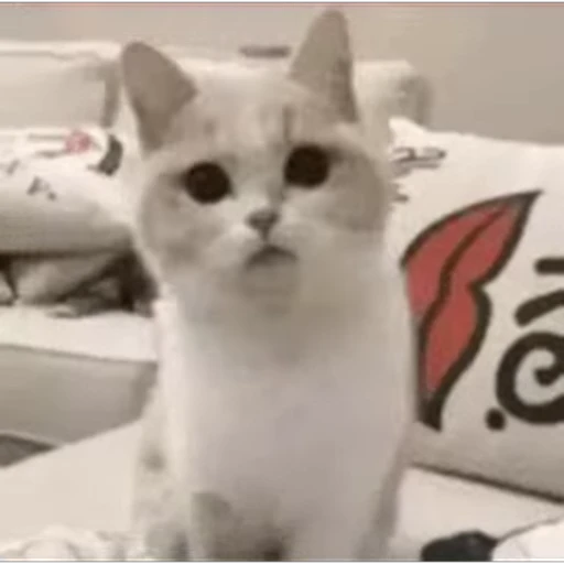🐱 Стикер «Cats 4» для Telegram