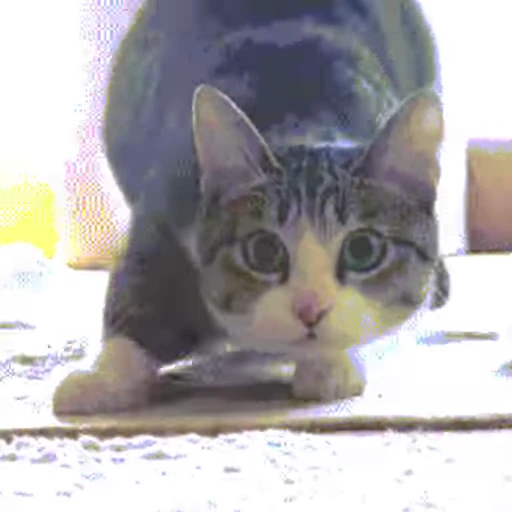 🐱 Стикер «Cats 4» для Telegram