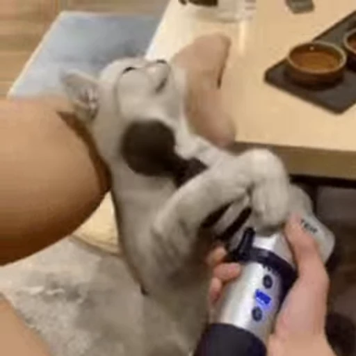 🐱 Стикер «Cats 4» для Telegram