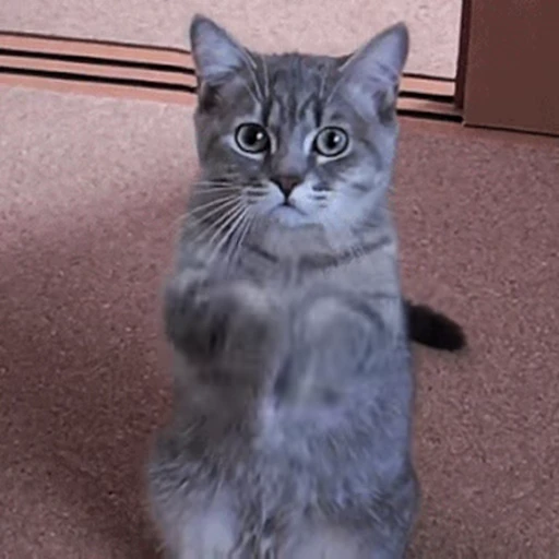 🐱 Стикер «Cats 4» для Telegram