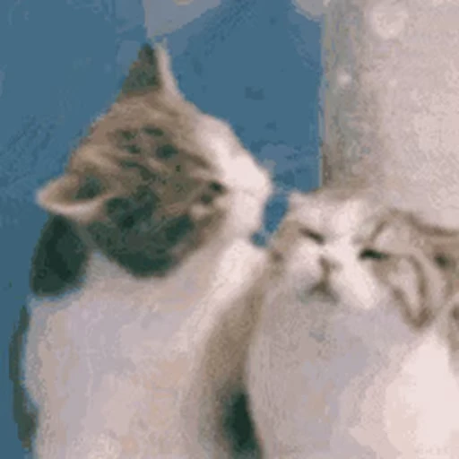 Стикерпак Cats 4 для Telegram