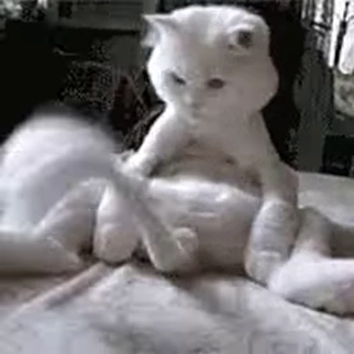 🐱 Стикер «Cats 4» для Telegram
