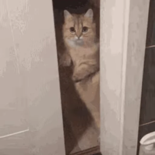🐱 Стикер «Cats 4» для Telegram