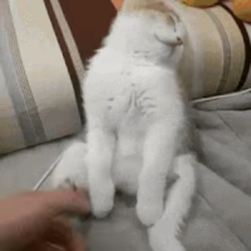 🐱 Стикер «Cats 4» для Telegram