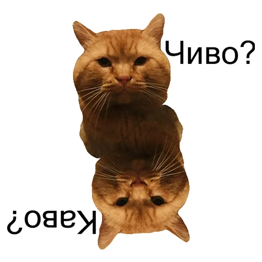 🤨 Стикер «Cats meme» для Telegram