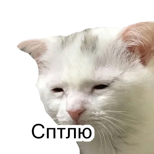 😴 Стикер «Cats meme» для Telegram