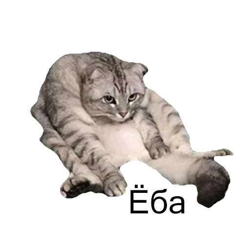 😞 Стикер «Cats meme» для Telegram