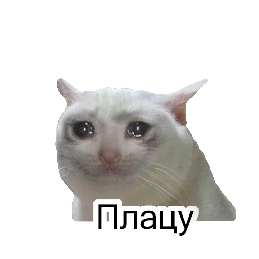 😭 Стикер «Cats meme» для Telegram