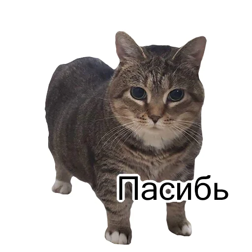 😘 Стикер «Cats meme» для Telegram