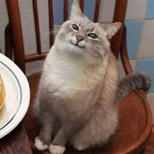 ☺ Стикер «Cats meme» для Telegram