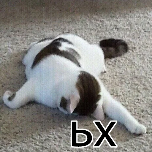 😞 Стикер «Cats meme» для Telegram