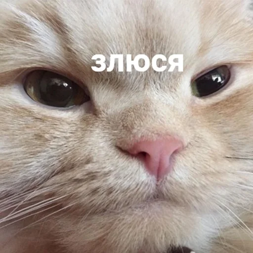 😡 Стикер «Cats meme» для Telegram