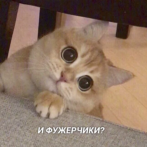 🍷 Стикер «Cats meme» для Telegram
