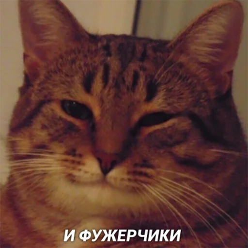 🍷 Стикер «Cats meme» для Telegram