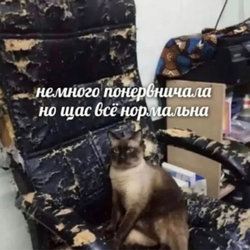😤 Стикер «Cats meme» для Telegram