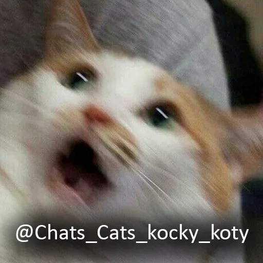 Стикерпак Cats meme для Telegram