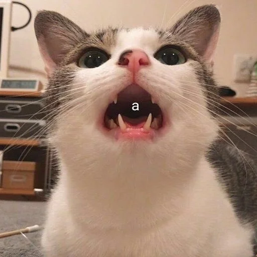 😯 Стикер «Cats meme» для Telegram