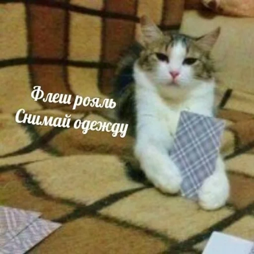 😏 Стикер «Cats meme» для Telegram