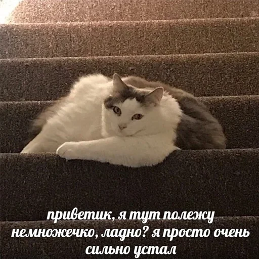 😏 Стикер «Cats meme» для Telegram