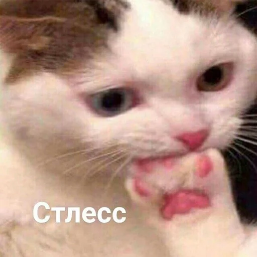 😰 Стикер «Cats meme» для Telegram