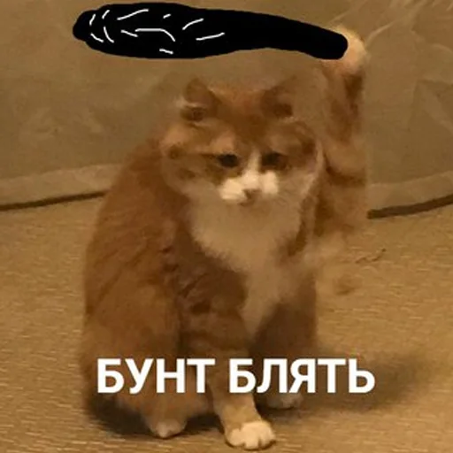 😼 Стикер «Cats meme» для Telegram