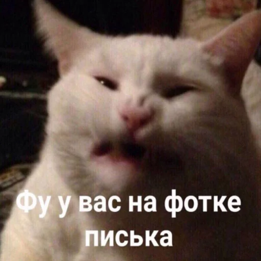 🤮 Стикер «Cats meme» для Telegram