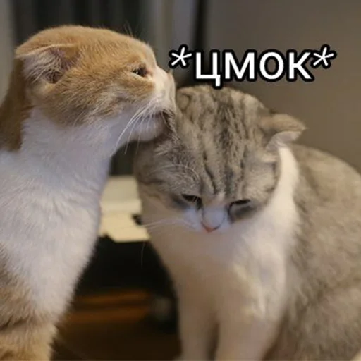 😘 Стикер «Cats meme» для Telegram