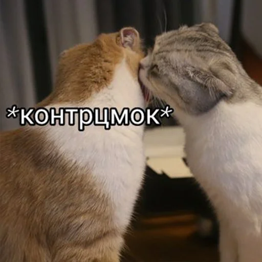 😘 Стикер «Cats meme» для Telegram