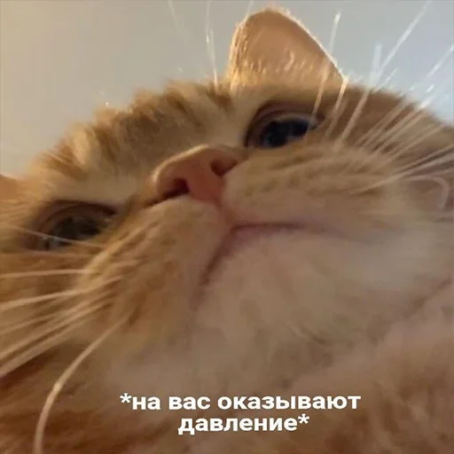 🇺🇦 Стикер «Cats meme» для Telegram