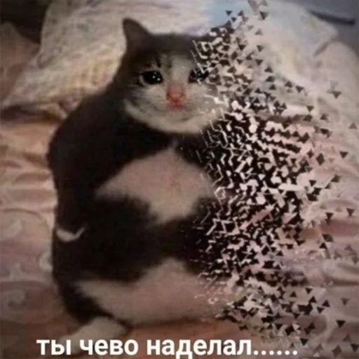 😕 Стикер «Cats meme» для Telegram