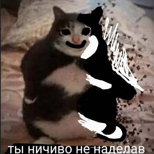 🙃 Стикер «Cats meme» для Telegram