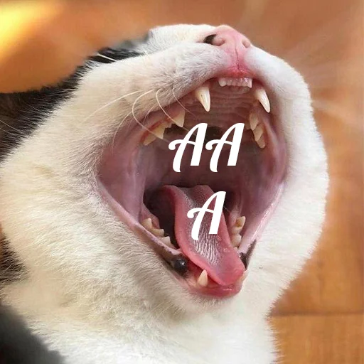 😮 Стикер «Cats meme» для Telegram