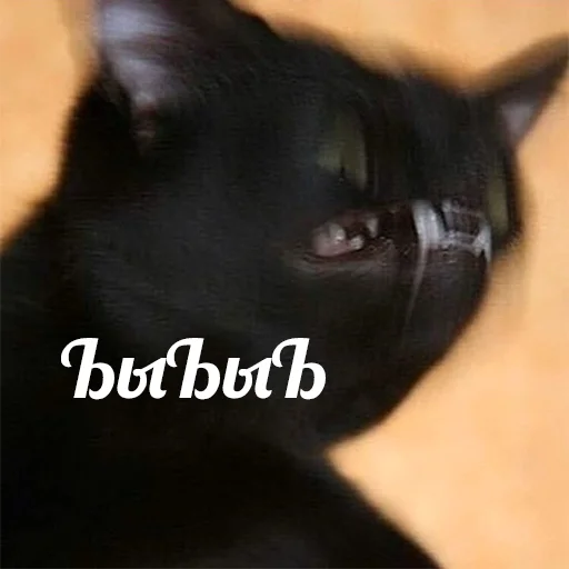 😡 Стикер «Cats meme» для Telegram