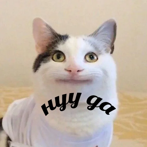 😐 Стикер «Cats meme» для Telegram