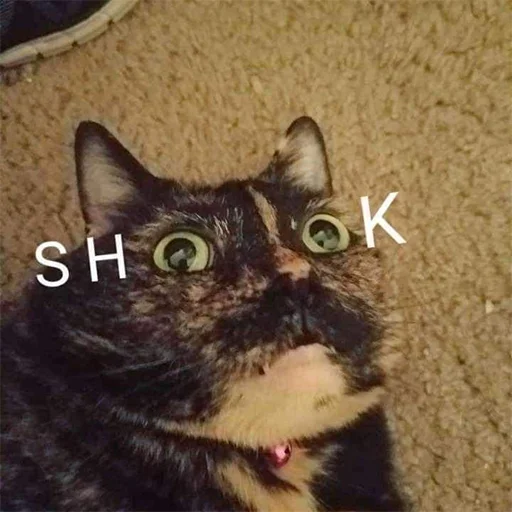 😳 Стикер «Cats meme» для Telegram