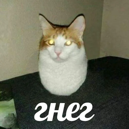 👀 Стикер «Cats meme» для Telegram