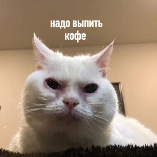 ☕️ Стикер «Cats meme» для Telegram