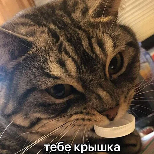 👊 Стикер «Cats meme» для Telegram