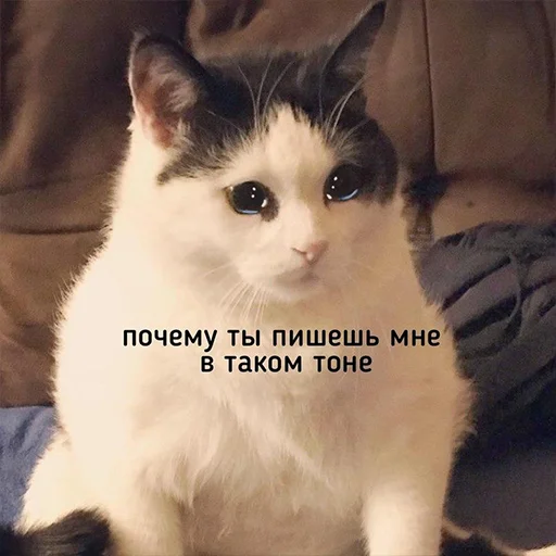 😿 Стикер «Cats meme» для Telegram