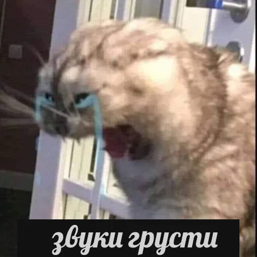 😭 Стикер «Cats meme» для Telegram