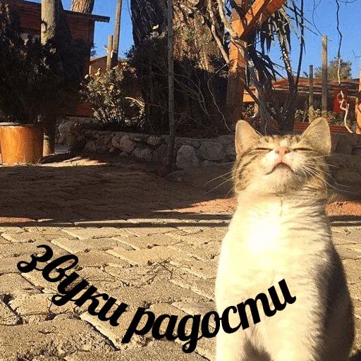 😊 Стикер «Cats meme» для Telegram