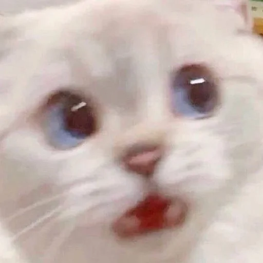 😦 Стикер «Cats meme» для Telegram