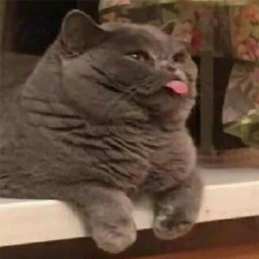 👅 Стикер «Cats meme» для Telegram