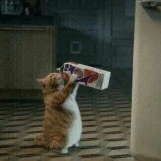 🥛 Стикер «Cats meme» для Telegram