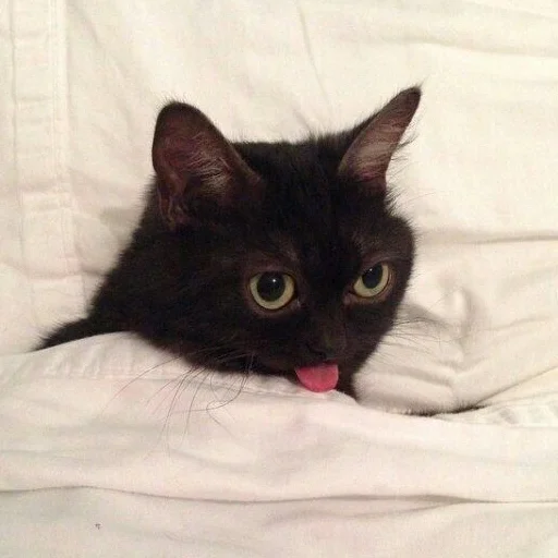 😜 Стикер «Cats meme» для Telegram