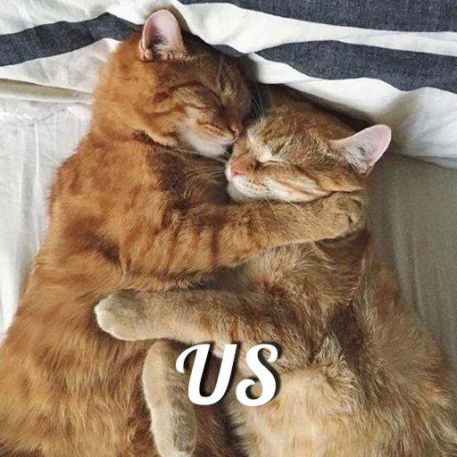 ❤️ Стикер «Cats meme» для Telegram